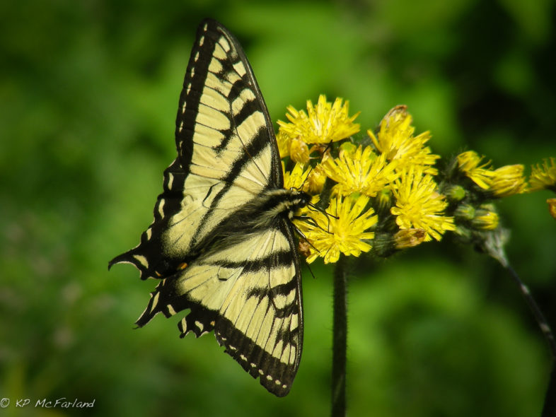 Canadian Tiger Swallowtail (Papilio canadensis) in Vermont. /© K.P. McFarland