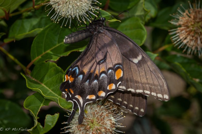 Eastern Tiger Swallowtail (Papilio glaucus) dark form female nectaring Buttonbush in Maryland. / © K.P. McFarland