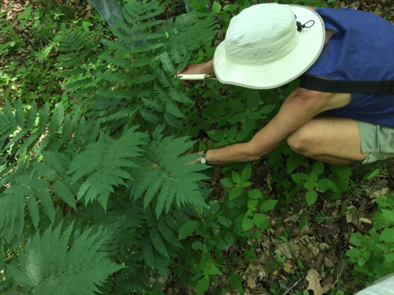 Naturalist examines Goldie's Fern closely. © K.P. McFarland