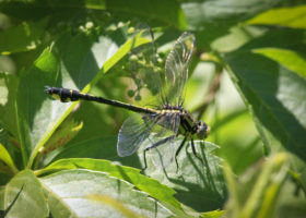 Vermont iNaturalist Discovers a New Population of a Rare Dragonfly