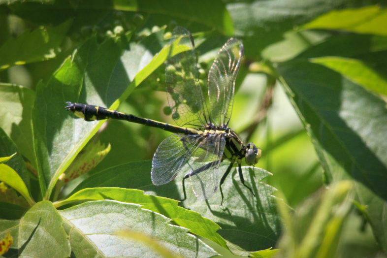 Midland Clubtail photographed by James Welch and submitted to iNaturalist Vermont. 