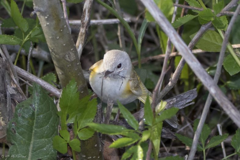 Leucistic female American Redstart gathers nesting material in Victory. / © K.P. McFarland