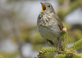 A mid-sized brown, speckled bird (Bicknell's Thrush) sings atop an evergreen branch.
