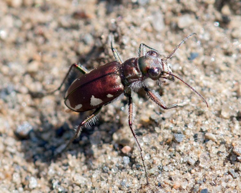 Festive Tiger Beetle (Cicindela scutellaris) observed by Joshua Lincoln on May 12, 2016 along the Connecticut River in Hartland, Vermont. / © Joshua Lincoln