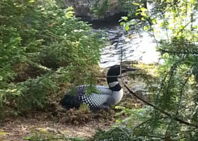 Male Loons Can Make Poor Choices