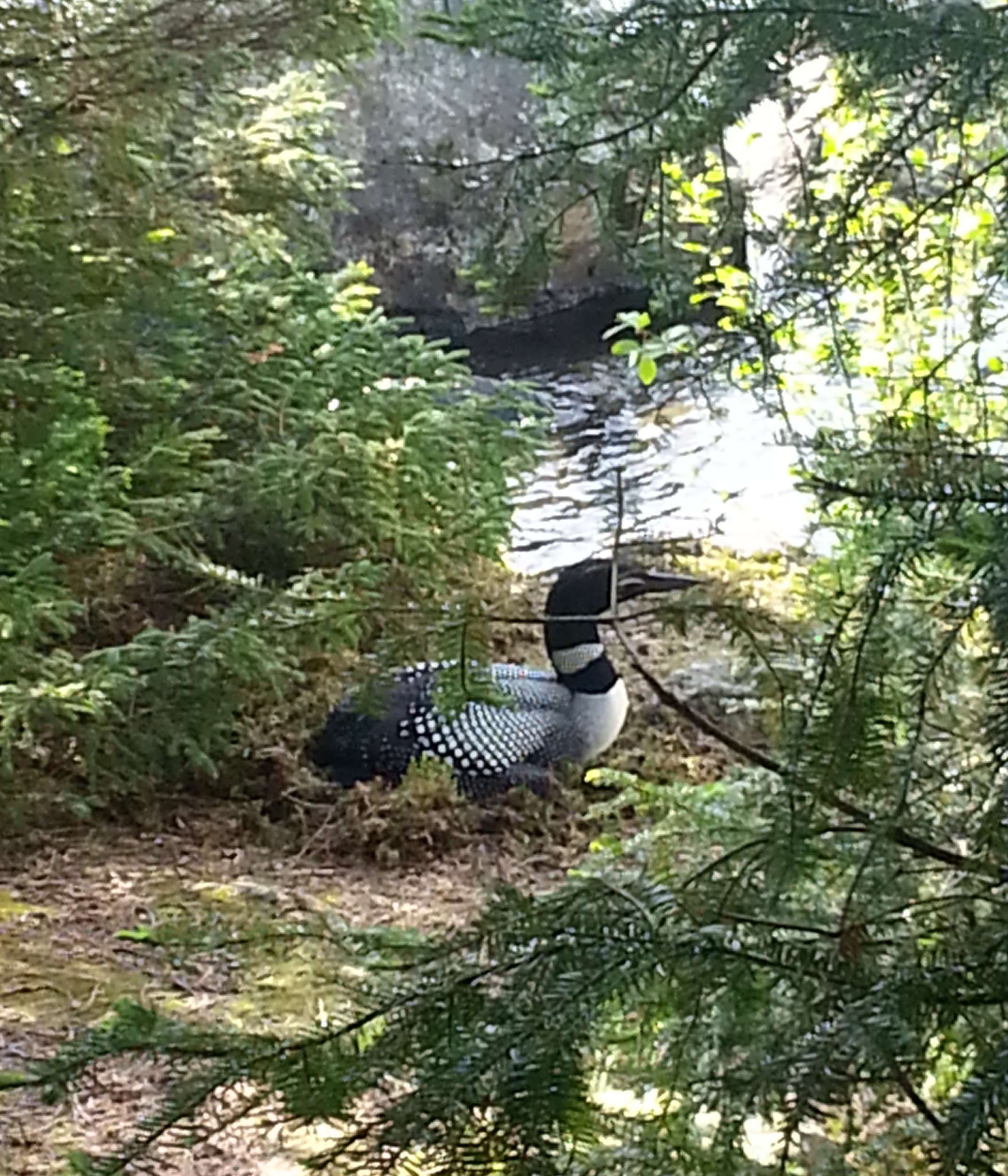 New loon nest on Caspian Lake nearly 10 feet from the water line. Photo by Anastasia Lyman