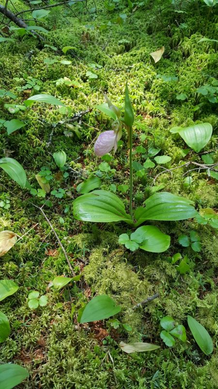 A Pink Lady's Slipper discovered and shared to iNaturalist Vermont by Charlie Hohn. 