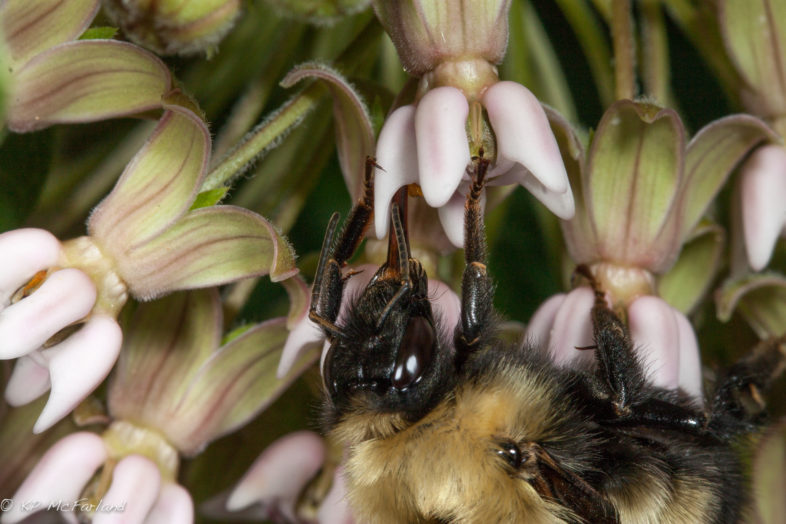 Confusing Bumble Bee (Bombus perplexus) nectaring Common Milkweed. / © K.P. McFarland