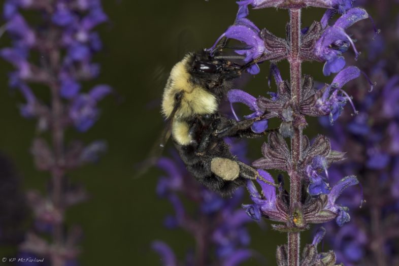 Common Eastern Bumblebee (Bombus impatiens) nectaring in the garden. / © K.P. McFarland
