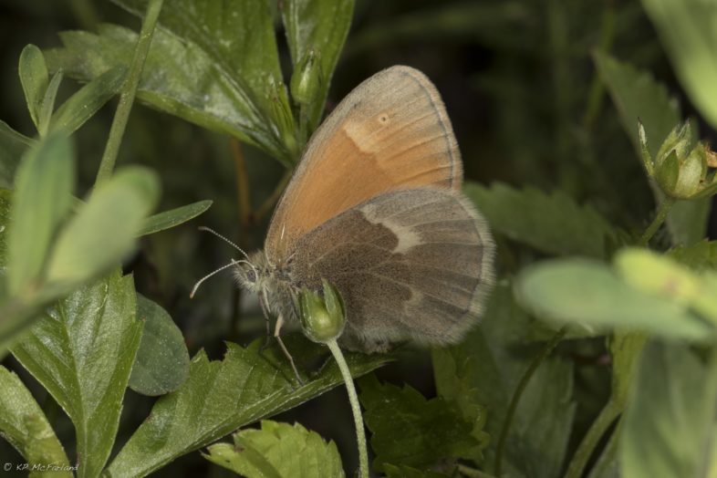 A Common Ringlet butterfly dances through the museum's meadow. / © K.P. McFarland