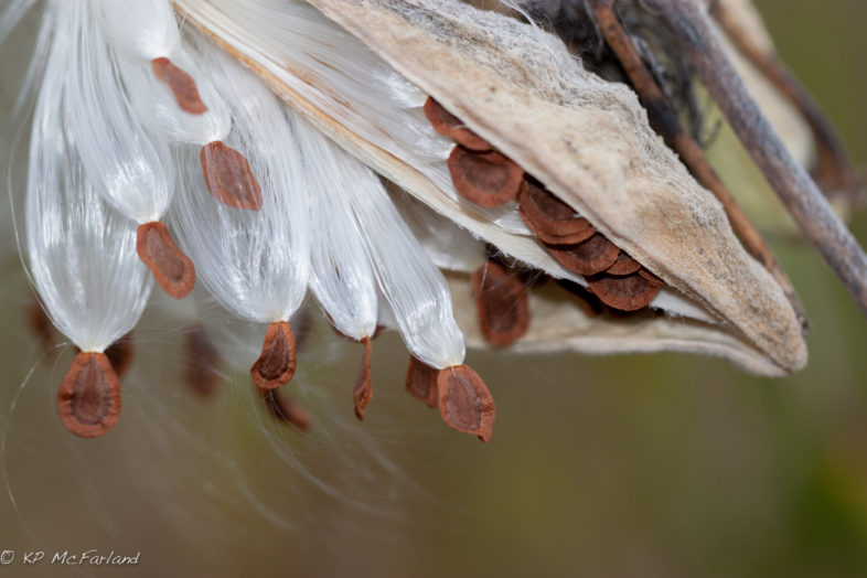Common milkweed (Asclepias syriaca) seeds dropping into the wind. / © K.P. McFarland