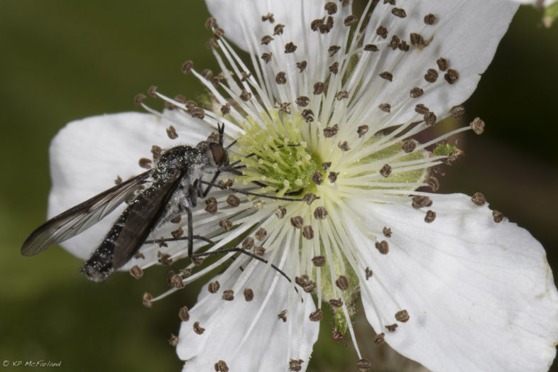 Not your typical pollinator, a Crane Flies (Infraorder Tipulomorpha) sips nectar from Black Raspberry. / © K.P. McFarland