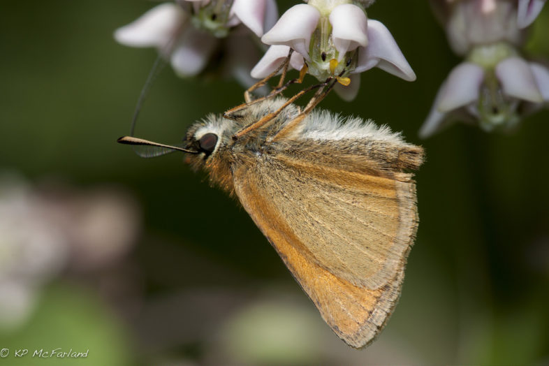 European Skipper with pollinia stuck to its foot while nectaring milkweed. / © K.P. McFarland
