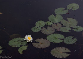 A Water Lily’s World