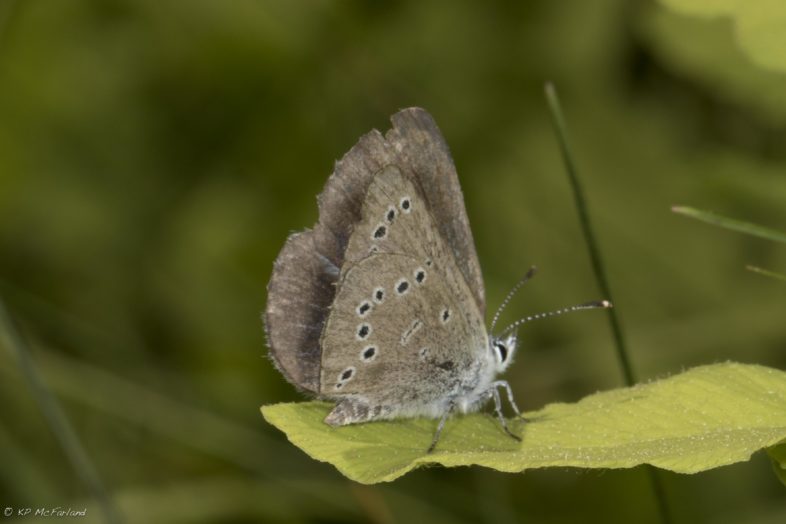 A Silvery Blue butterfly rests in the meadow. / © K.P. McFarland