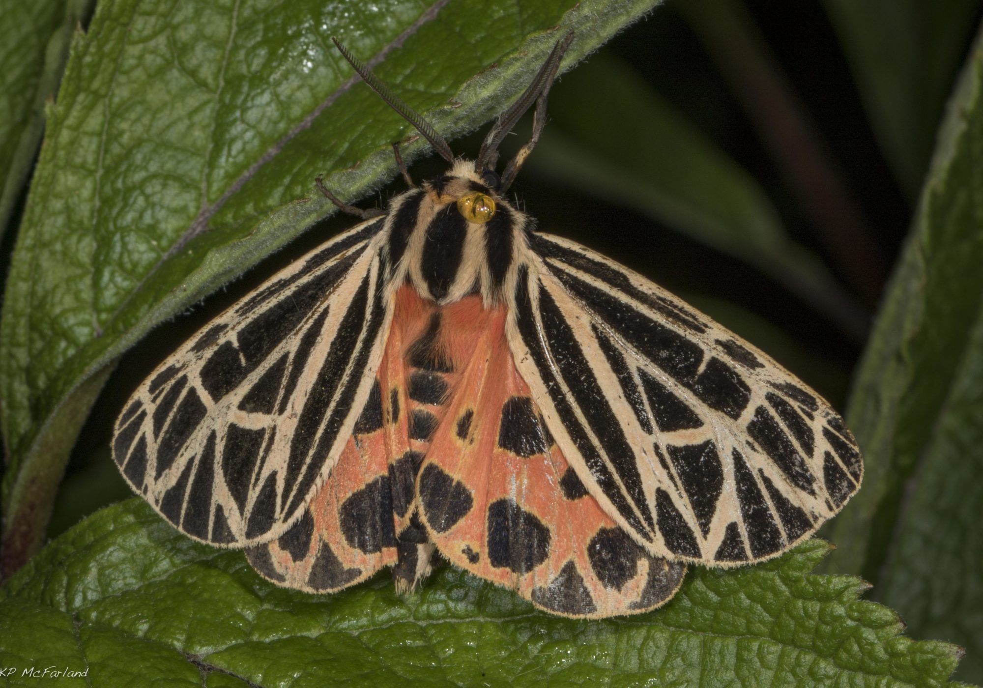 Virgin Tiger Moth (Grammia virgo) oozing distasteful chemistry behind its head. © K.P. McFarland