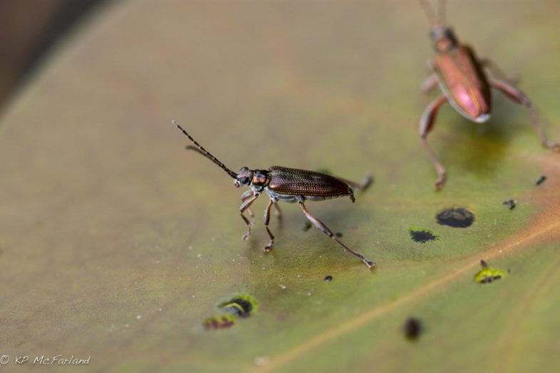 Water Lily Beetle (Donacia sp.). / © K.P. McFarland