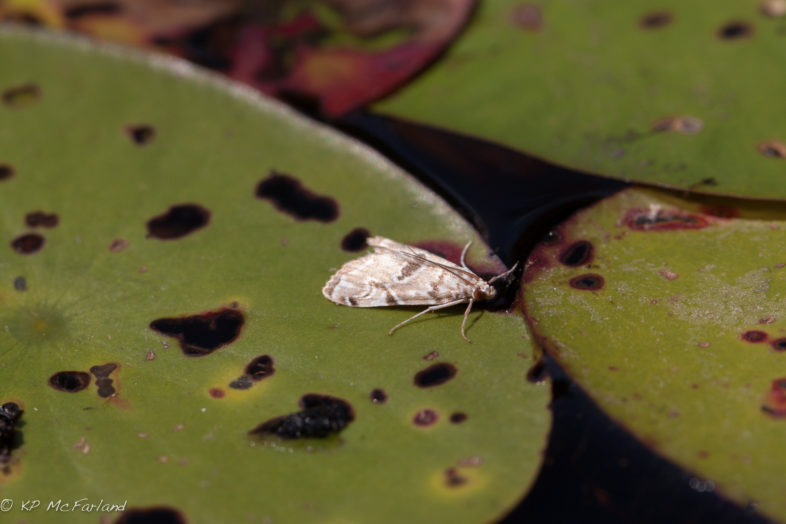 Waterlily Borer Moth (Elophila gyralis). / © K.P. McFarland