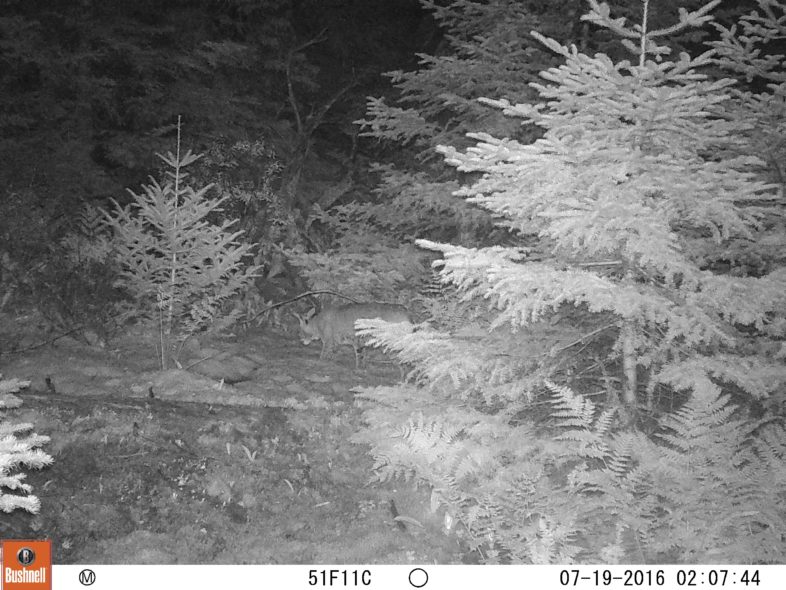 A Bobcat walks past the camera at night. 