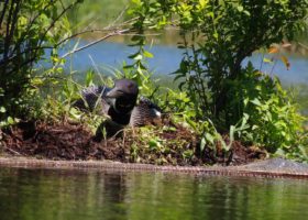 Vermont Breeding Loon Population Rises Again