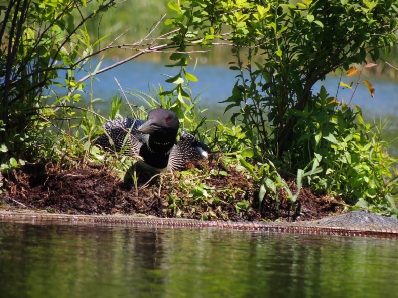 A Common Loon nesting on a raft at Goshen Dam. / © Sue Wetmore