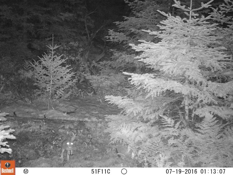 A Snowshoe Hare stares into the game camera at night. 