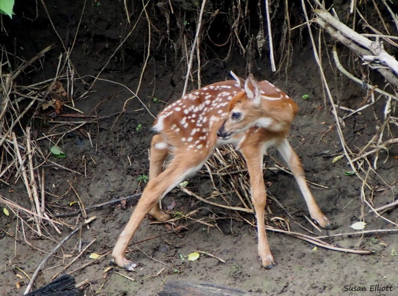 White-tailed Deer fawn photographed and shared on iNaturalist Vermont by Susan Elliott. 