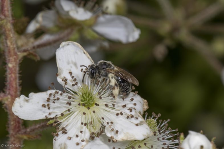 A solitary bee loaded with Black Raspberry pollen visits another flower. / © K.P. McFarland