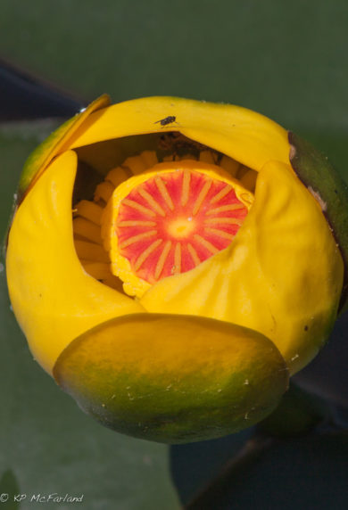 Yellow Pond-lily (Nuphar lutea) flower. / © K.P. McFarland