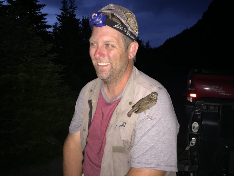 Brendan Collins with a juvenile banded Bicknell's Thrush reluctant at the idea of liberation, pre-dawn on Mt. Mansfield 28 July 2016. 