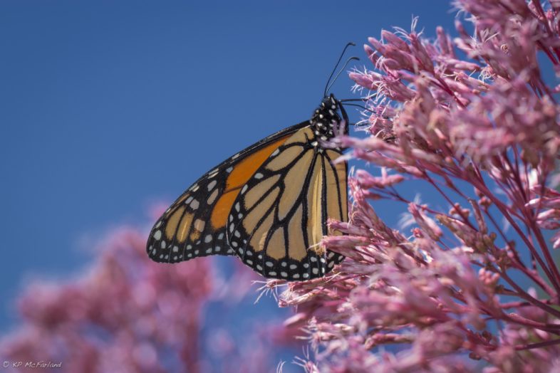 Monarch nectaring on Joe-pye Weed. / © K.P. McFarland