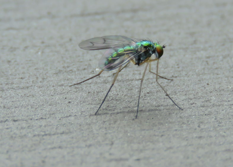 The long legs of the Long-legged Fly. / © Jason Hill