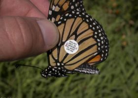 Outdoor Radio: Monarchs in the Meadow
