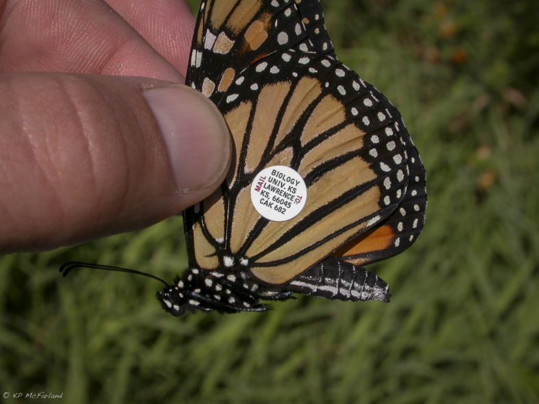 Tagged Monarch about to be released. / © K.P. McFarland