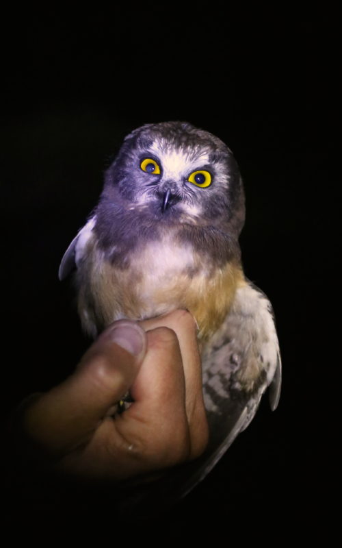 Juvenile Northern Saw-whet Owl captured and banded on Mt. Mansfield, Vermont, 27 July 2016. © Carla Skinder