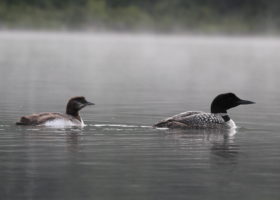 Vermont Reservoir Managers Help Loons Thrive