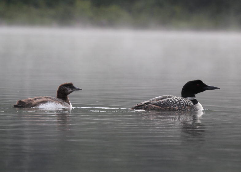 A six week old Common Loon chick with an adult. / © Janet Steward