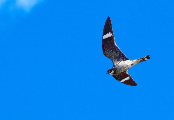 4820, , nighthawk in flight Bryce Bradford, Common Nighthawk in flight.  Photo Bryce Bradford - https://www.flickr.com/photos/brb_photography/, , image/jpeg, https://vtecostudies.org/wp-content/uploads/2016/08/coni-in-flight-Bryce-Bradford.jpg, 2500, 1875, Array, Array © Bryce Bradford