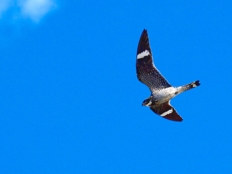 Common Nighthawk in flight. Photo Bryce Bradford - https://www.flickr.com/photos/brb_photography/