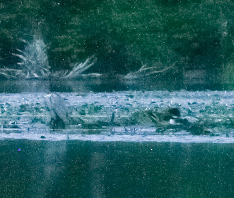 A Great Blue Heron spent the night a few from the nesting loon. Photo by Tig Tillinghast