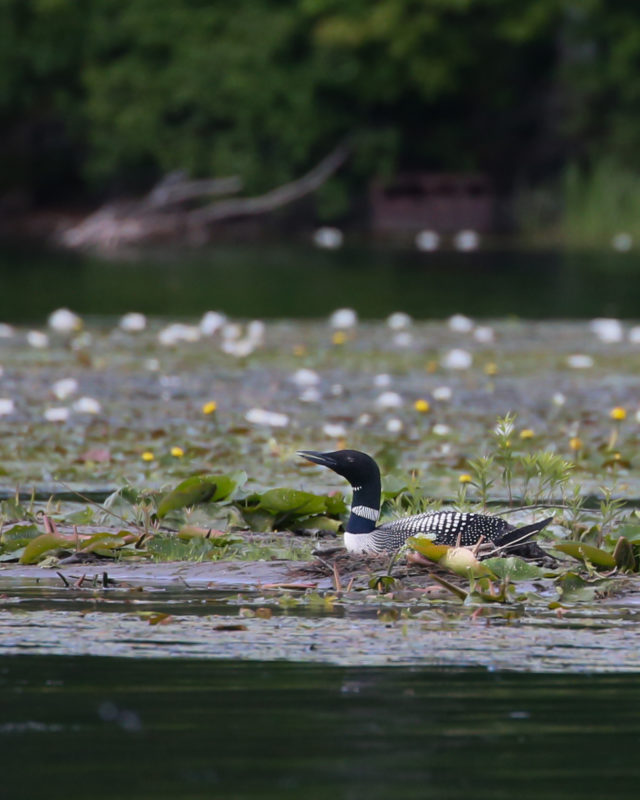 A relaxed loon nesting on Lake Fairlee. Photo by Tig Tillinghast