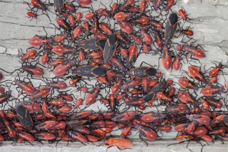 Adult and nymph Boxelder bugs gathering on a warm barn wall under a box elder tree. © K.P. McFarland 