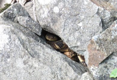 Sub-adult Timber Rattlesnake among talus. Photo S. Faccio