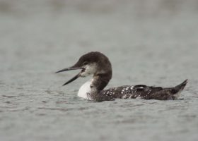 Helping Loons from Florida to Alberta