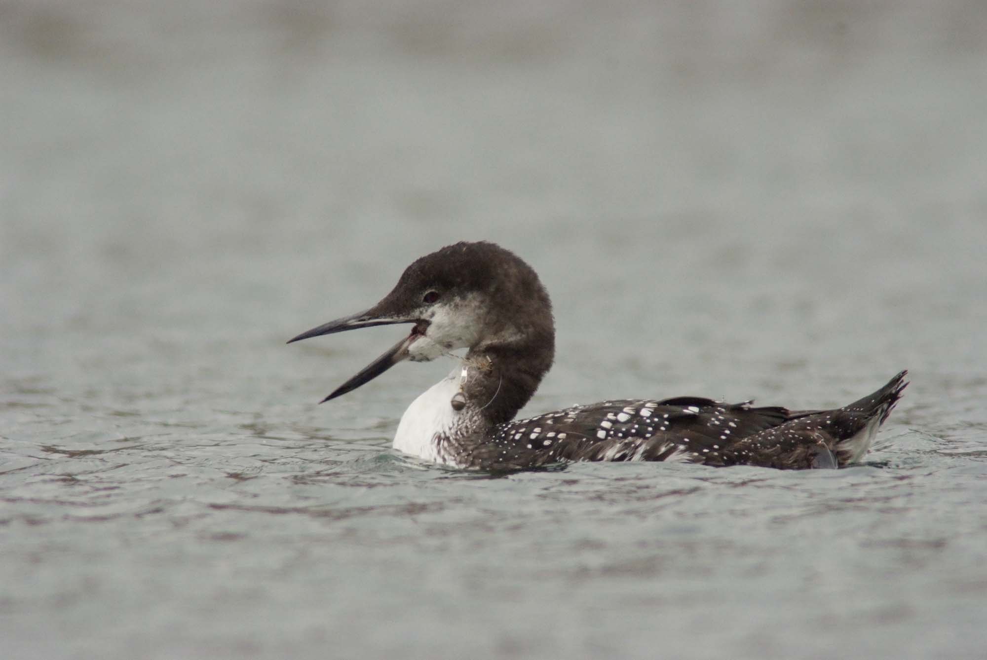 Loon entangled in fishing line during in November. The loon has undergone most of its fall molt. Photo by Ray Richer
