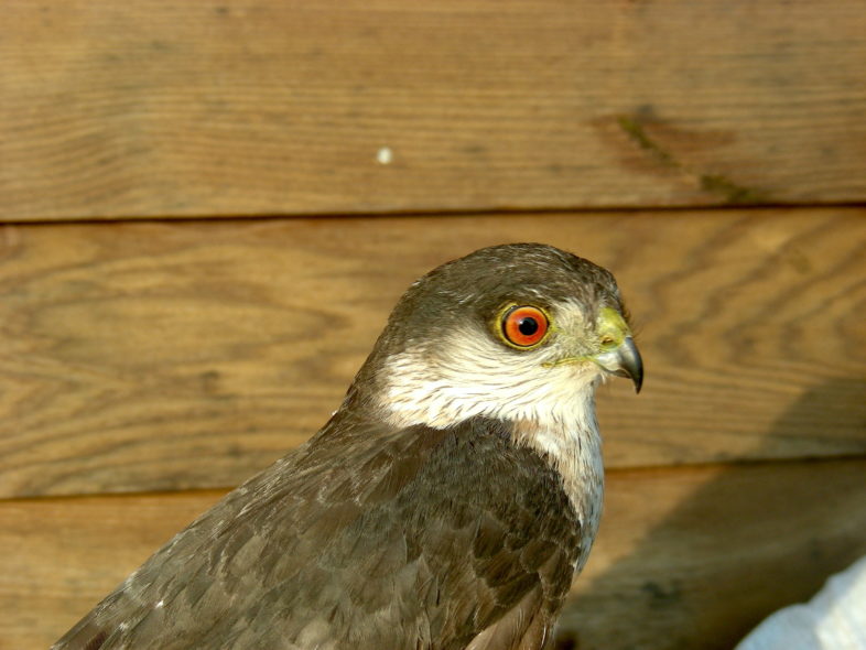 Sharp-shinned Hawk about to be released after it was banded. / © K.P. McFarland