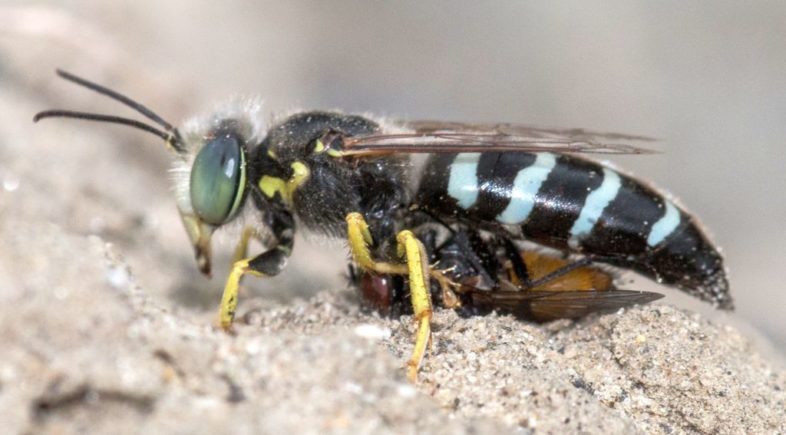 Sand Wasp (Genus Bembix) with a fly. © Joshua Lincoln