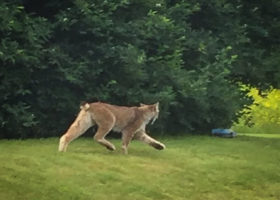 Lynx Spotted in Southern Vermont