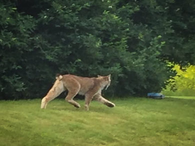 This state-endangered Canada lynx was photographed by a Londonderry resident in June, far across the state from the Northeast Kingdom regions in which lynx have previously been spotted. From Vermont Fish and Wildlife Dept. 