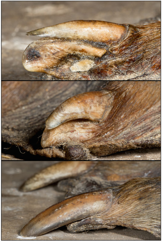 Closeup images of claws on the hind foot of a beaver at the North Branch Nature Center visitor center. The top and middle photos are the specialized combing claw on each foot, compared with a normal rear claw in the bottom image. Listen to the show to learn more about these adaptations. © KPMcFarland.com